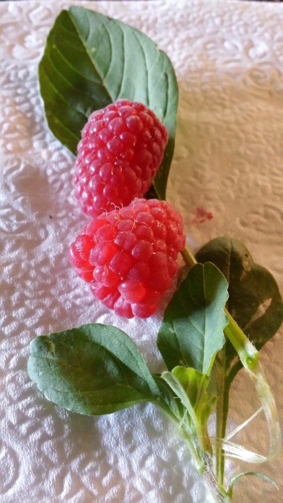 raspberry-winterspinach